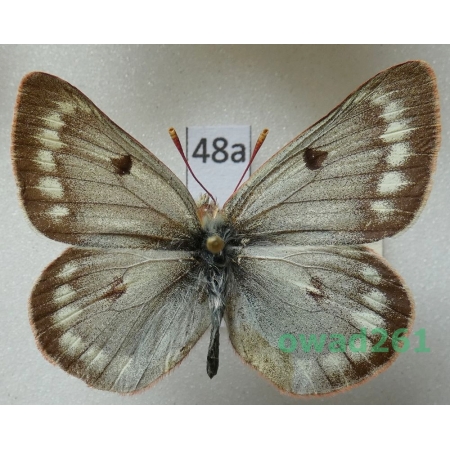 Colias nastes jacuticola Weiss & Mrácek, 1989 Russia48a